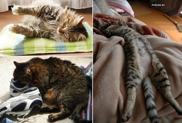 Кот может уснуть в любой позе.