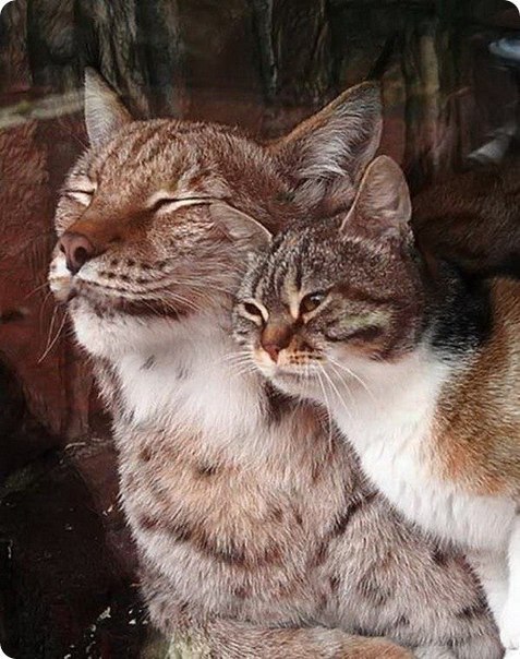 Кошка Дуся и рысь Линда в питерском зоопарке