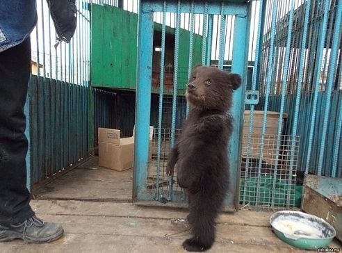 В районе г.Томска найден маленький, худой и голодный медвежонок. В зоопарке откормили, отогрели. Назвали Тихоном