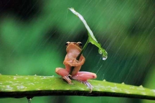 Лягушка с зонтом, Куба