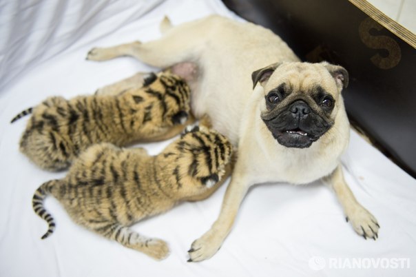 Самка мопса кормит тигрят, от которых отказалась мать.