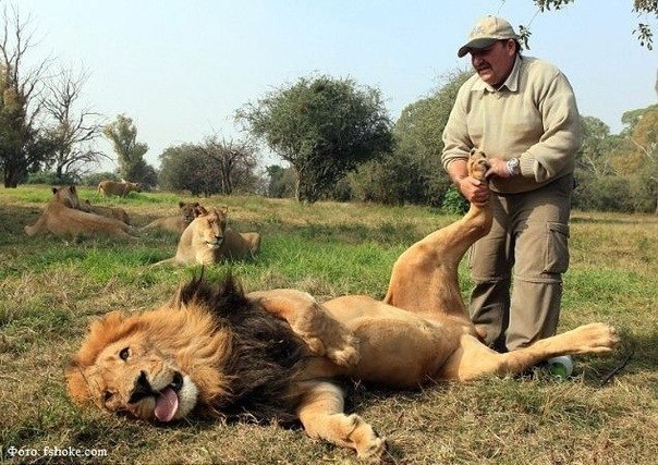 Британский 50-тилетний смотритель парка Алекс Ларенти спокойно потирает лапы огромного льва по кличке Jamu. Лев просто балдеет от удовольствия и ведет себя как обычный котенок.