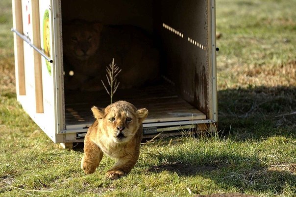 Полугодовалого львенка выпускают на свободу в Южной Африке
