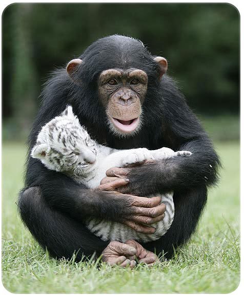 Заботливая шимпанзе Анжана кормит тигрят.