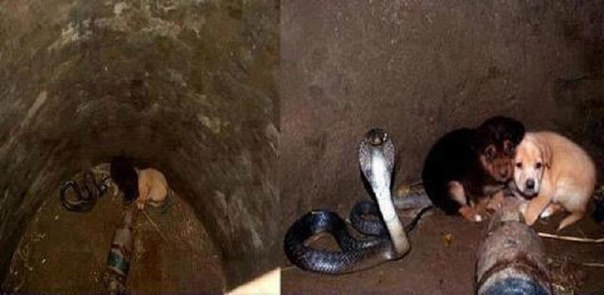 Инцидент произошел в индийском штате Пенджаб. Два щенка провалились в колодец. Их четвероногая мама бегала возле колодца и беспрерывно лаяла, чем и привлекла внимание хозяина, который заглянув внутрь был сильно удивлен – на дне находилась королевская кобра, которая...