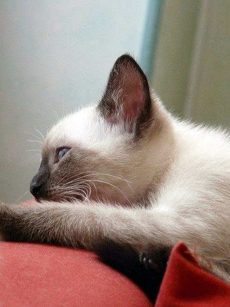 Сиамские кошки весьма своенравны, но в то же время преданны и умны. Они отлично поддаются дрессировке. Котята этой породы рождаются белыми, и только на третьем месяце жизни приобретают характерный сиамский окрас: темную мордочку, уши, лапы и хвост.