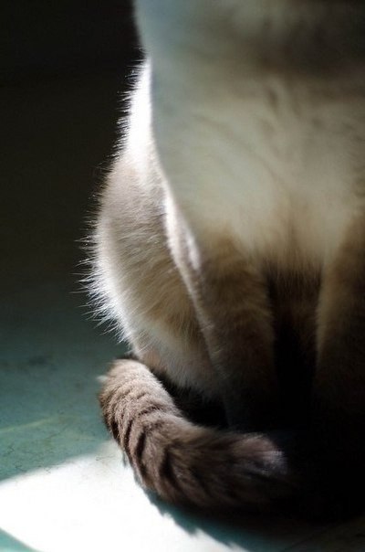 Сиамские кошки весьма своенравны, но в то же время преданны и умны. Они отлично поддаются дрессировке. Котята этой породы рождаются белыми, и только на третьем месяце жизни приобретают характерный сиамский окрас: темную мордочку, уши, лапы и хвост.