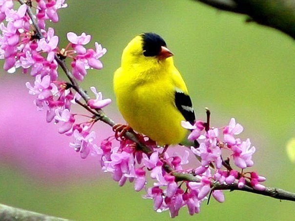 Если у тебя в душе осталась хоть одна цветущая ветвь, на неё всегда сядет поющая птица.