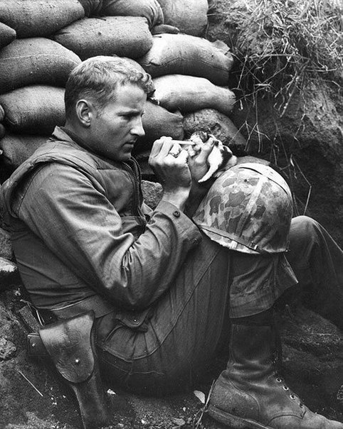 1953 г., Корея. Сержант морской пехоты Фрэнк Прейтор с помощью пипетки кормит молоком маленького котенка, мама которого погибла от мины.