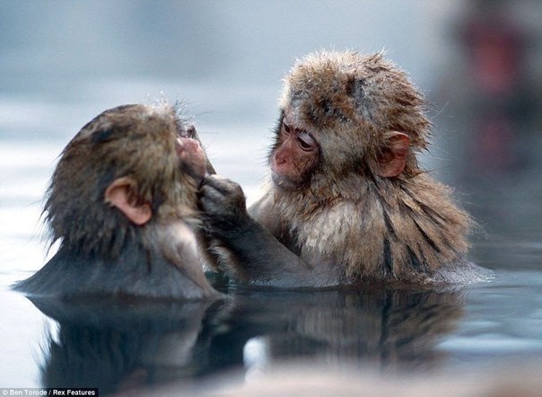 Японские обезьянки греются в горячих источниках