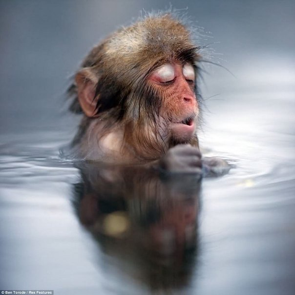 Японские обезьянки греются в горячих источниках