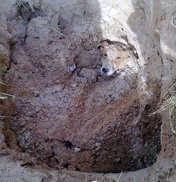 Этого бедного пса, который раздражал соседей своим лаем, закопали заживо... К счастью пса спасли, а людей сделавших это, задержали.
