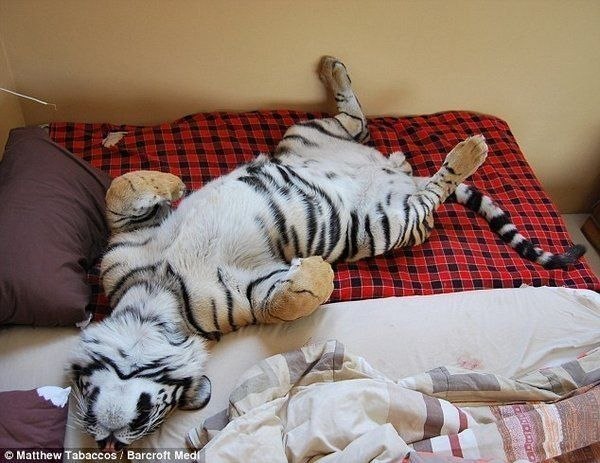 Домашний котик - бенгальский тигренок Enzo