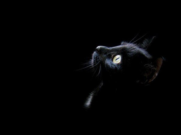 Чёрный кот, перебегающий вам дорогу, означает, что животное куда-то идёт. Не усложняйте жизнь ни себе, ни ему!