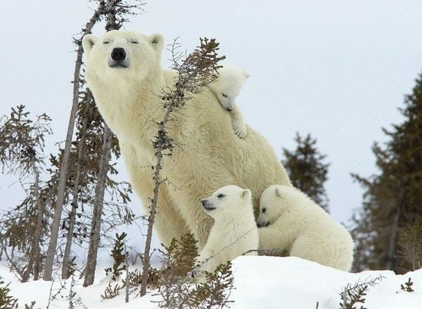 Маленькие медвежата согревают объятиями свою маму