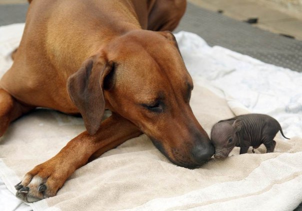 Собака Катинья, живущая на одной из немецких ферм, стала мамой для вислобрюхого поросенка