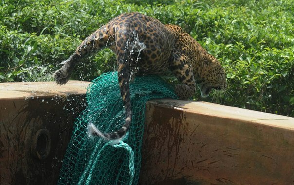 Спасение леопарда, упавшего в резервуар с водой