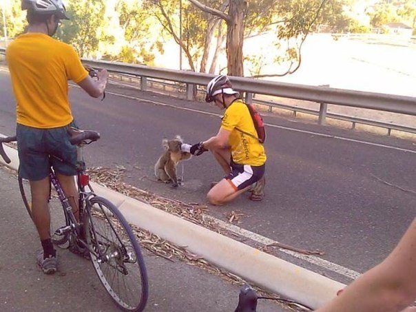 Велосипедисты спасают коалу от жажды. В тот день в Австралии было 40 градусов