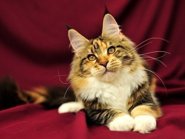 Красивые коты породы мейн-кун