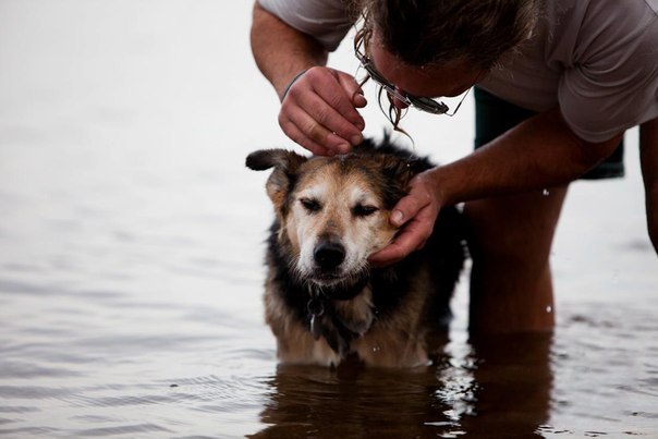 Американец ежедневно носит больного пса к озеру, чтобы тот выспался