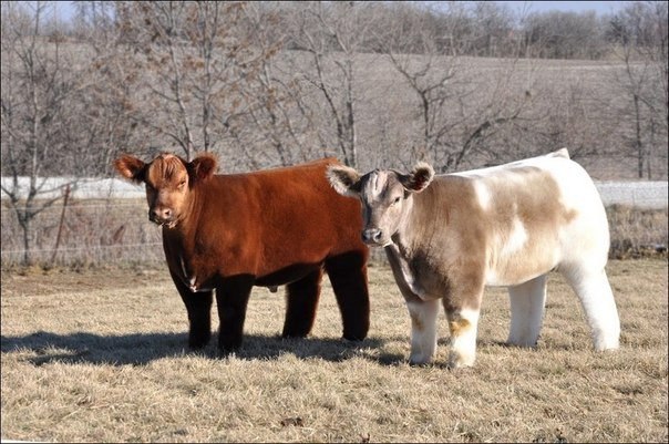Плюшевые коровы из Айовы.