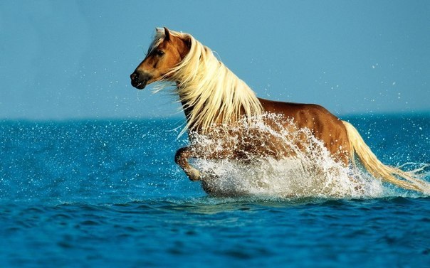 Породистая лошадка принимает ванну ранним утром