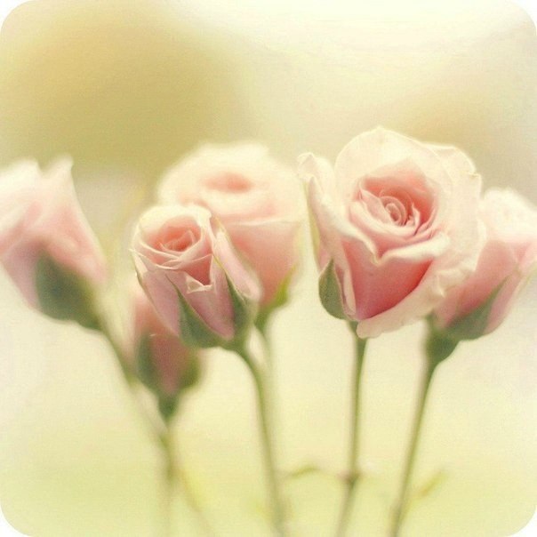 "Один не разберёт, чем пахнут розы.