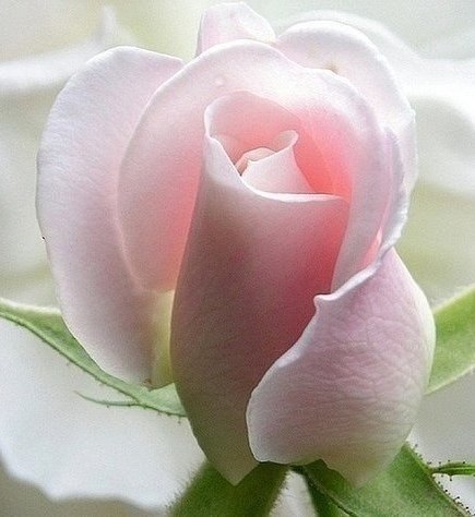 "Один не разберёт, чем пахнут розы.