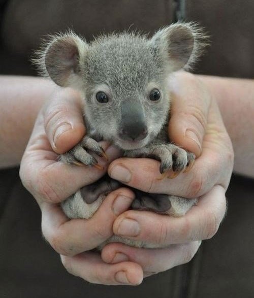 Детеныш коалы