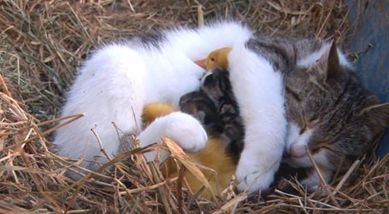 Кошка воспитывает утят-сироток.