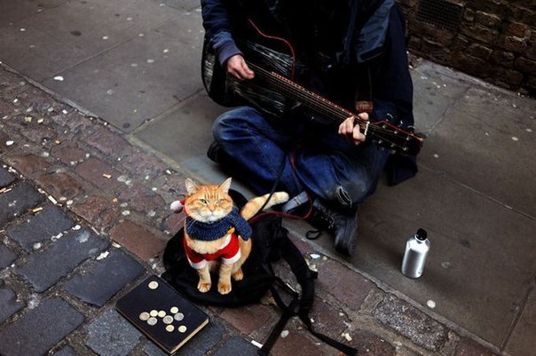 Бездомный Джеймс встретил рыжего кота Боба, и тот изменил его жизнь. Все эти пять лет Боб вместе с Джеймсом, и дает ему силы зарабатывать на жизнь и измениться.