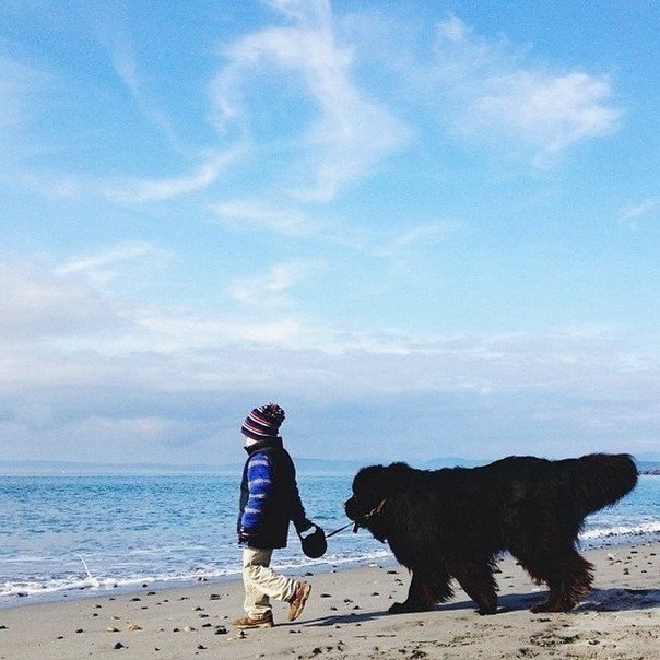 Фотограф Сташа Бекер сделала серию снимков своего 4-летнего сына Джулиана вместе с его лучшим другом- ньюфаундлендом Максом