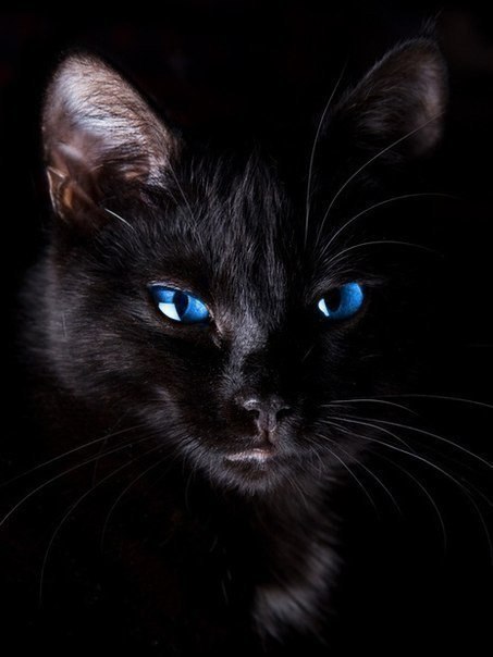 Чёрный кот, перебегающий вам дорогу, означает, что животное куда-то идёт. Не усложняйте.