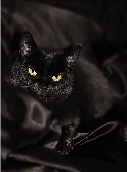 Чёрный кот, перебегающий вам дорогу, означает, что животное куда-то идёт. Не усложняйте.