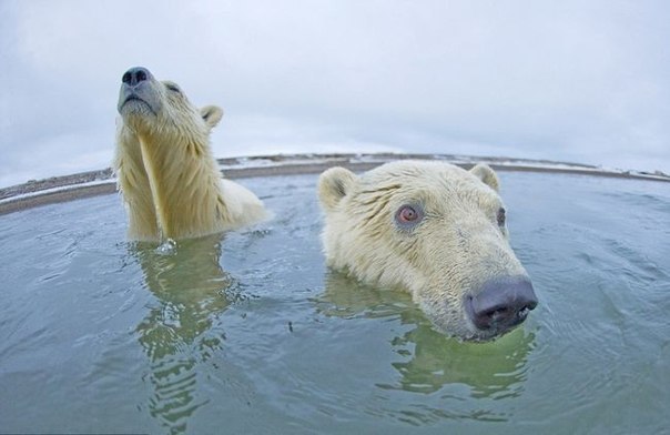 Любопытные белые медведи в заповеднике Arctic National Wildlife Refuge в фотографиях Стивена Казловски