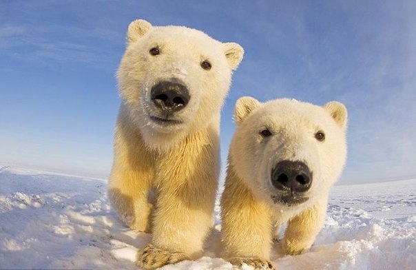 Любопытные белые медведи в заповеднике Arctic National Wildlife Refuge в фотографиях Стивена Казловски