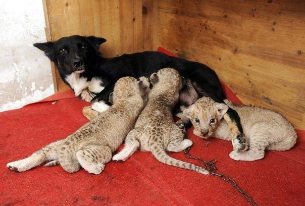 Львица отказалась от троих новорожденных львят, а собака по кличке Балу их "усыновила". Сафари-парк Хэфэй, Китай