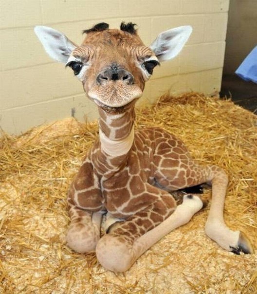 Детеныш жирафа.