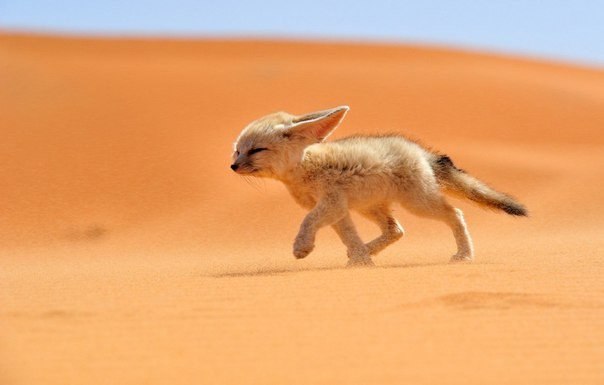 Лисица фенек бежит против ветра по пустыне в Марокко.