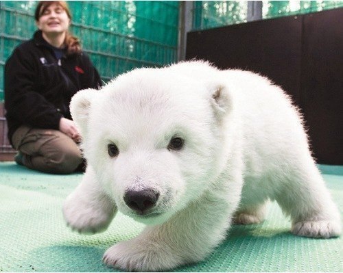 Детеныш белого медведя.