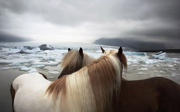 Лошади согревают друг друга в стужу, Исландия.