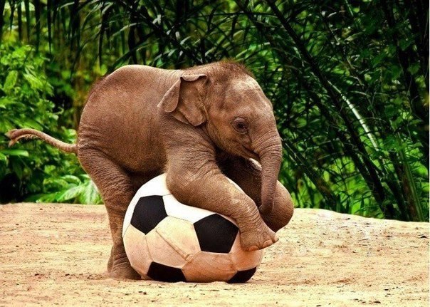 Слоненок- футболист