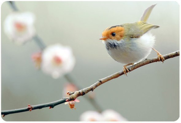 Если в твоей душе осталась хоть одна цветущая ветвь, на неё всегда сядет поющая птица.