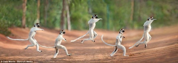 Прыгающие лемуры Мадагаскара.