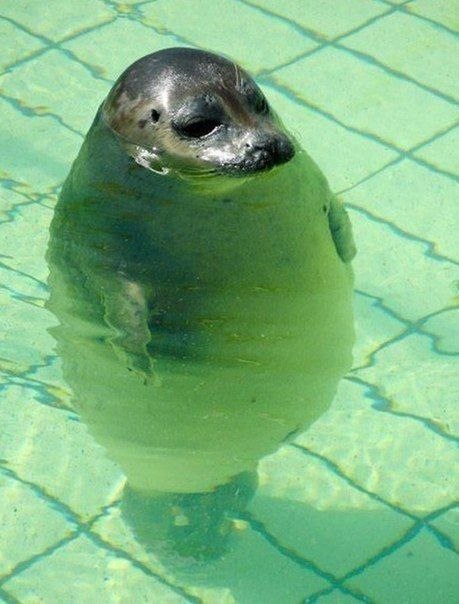Тюлень в бассейне зоопарка Италии.