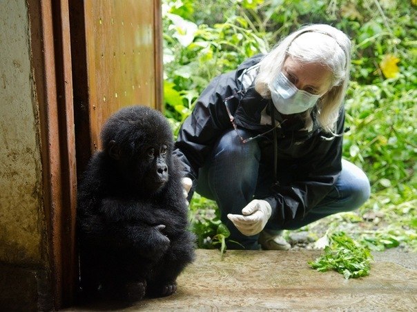 Детёныш гориллы, спасённый из рюкзака браконьера в Конго.