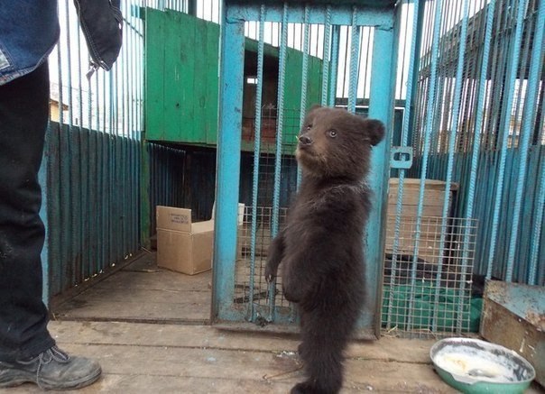 В районе г. Томска был найден маленький, худой и голодный медвежонок, после чего был передан в местный зоопарк. Сейчас он уже поправился. Назвали Тихоном