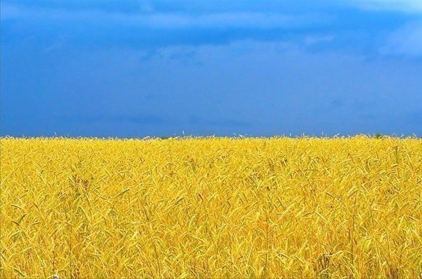 Поле пшеницы в Украине.