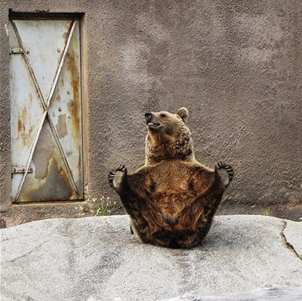 Медведица делает утренние упражнения по йоге