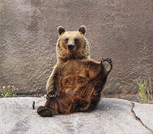 Медведица делает утренние упражнения по йоге